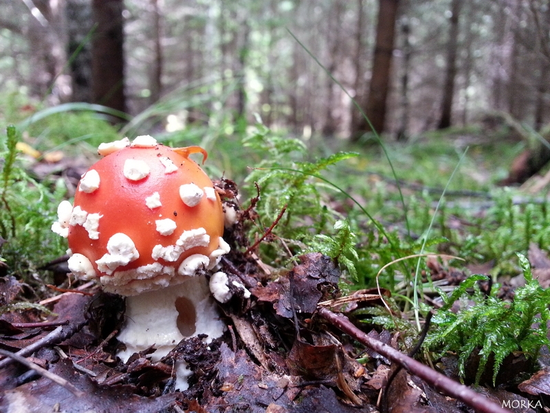 Champignon en Suède