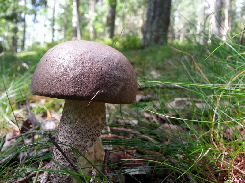 Champignon en Suède