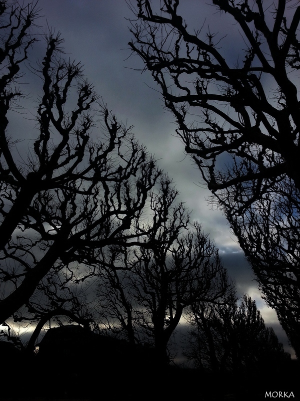 Trees in Jardin des Plantes, Paris