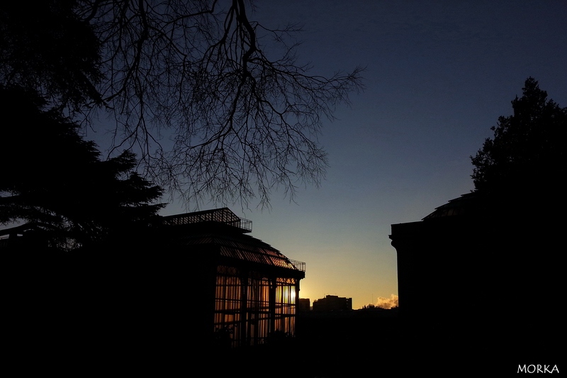 Sunrise in Paris (Jardin des Plantes)