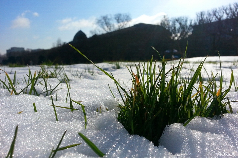 Snow in Jardin des Plantes, Paris