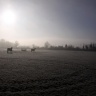 Prairie dans la brume