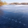 Empreintes d'oiseaux sur le lac d'Ollainville gelé