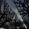 Trees in Jardin des Plantes, Paris