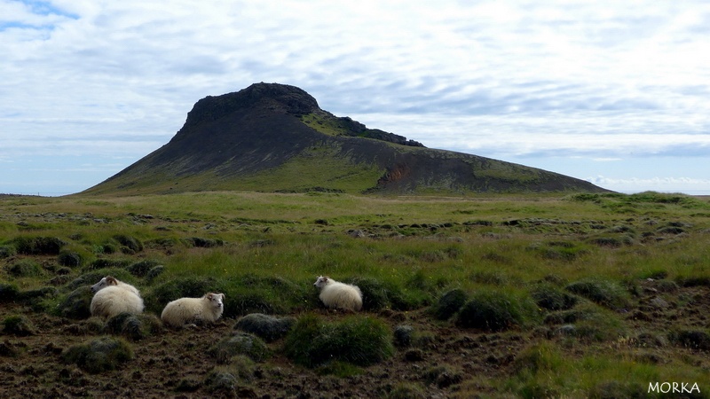 Moutons en Islande