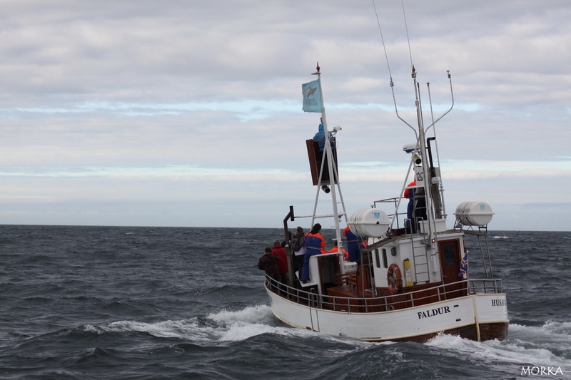 Bateau Whale watching, Húsavík, Islande