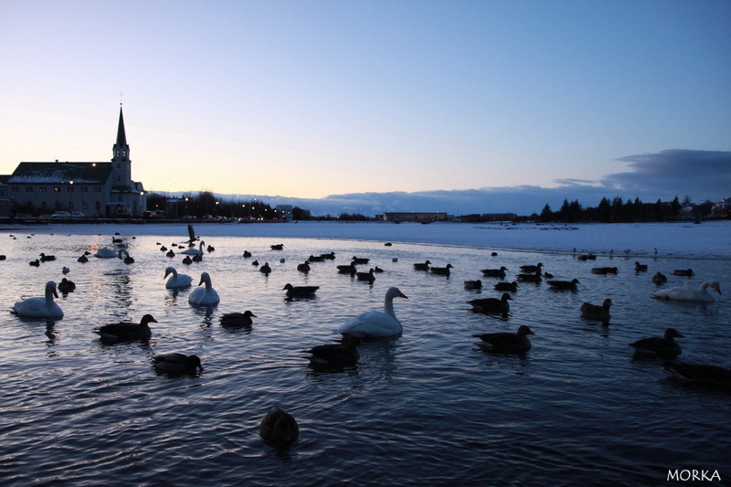 Lac Tjörnin, Reykjavík