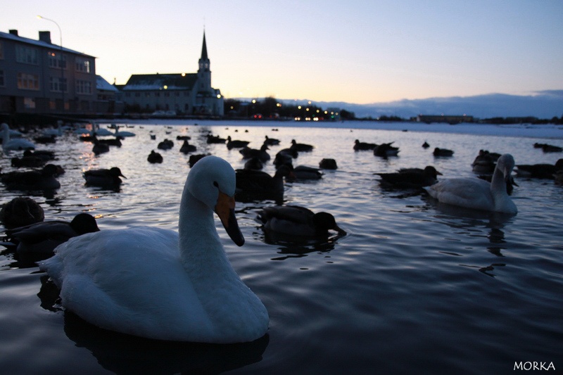 Lac Tjörnin, Reykjavík