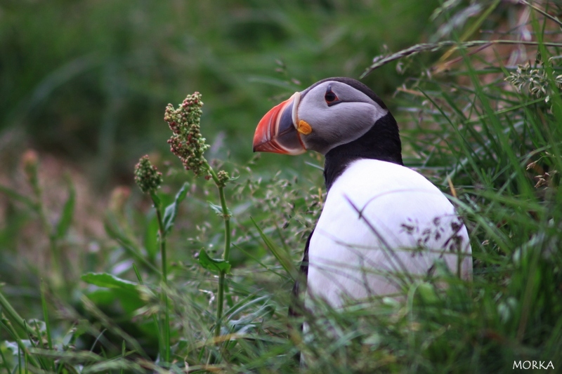 Arctif puffin, Borgarfjörður, Iceland