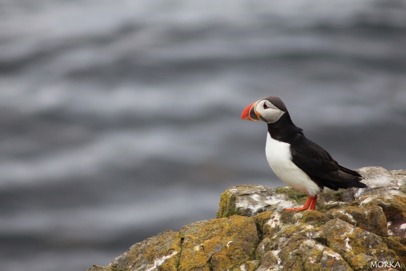 Arctif puffin, Borgarfjörður, Iceland