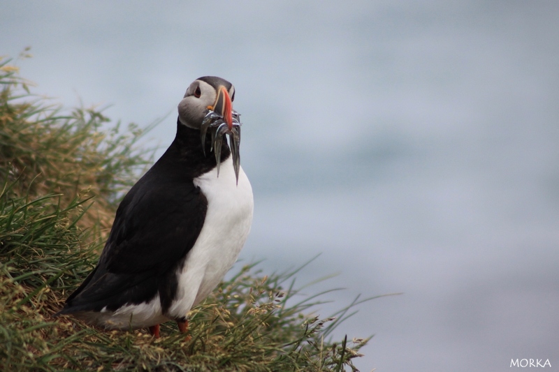 Arctif puffin, Borgarfjörður, Iceland