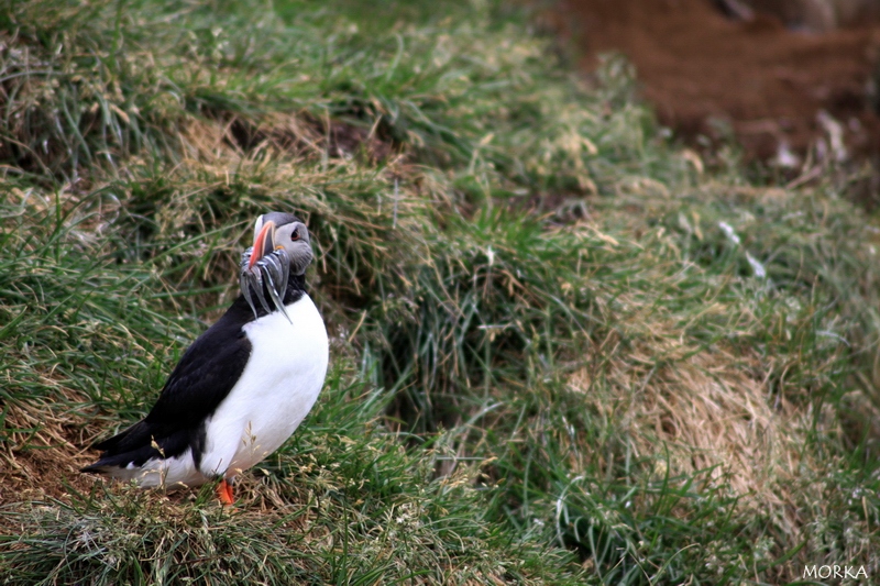 Arctif puffin, Borgarfjörður, Iceland