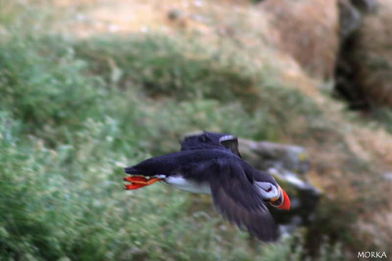 Arctif puffin, Borgarfjörður, Iceland