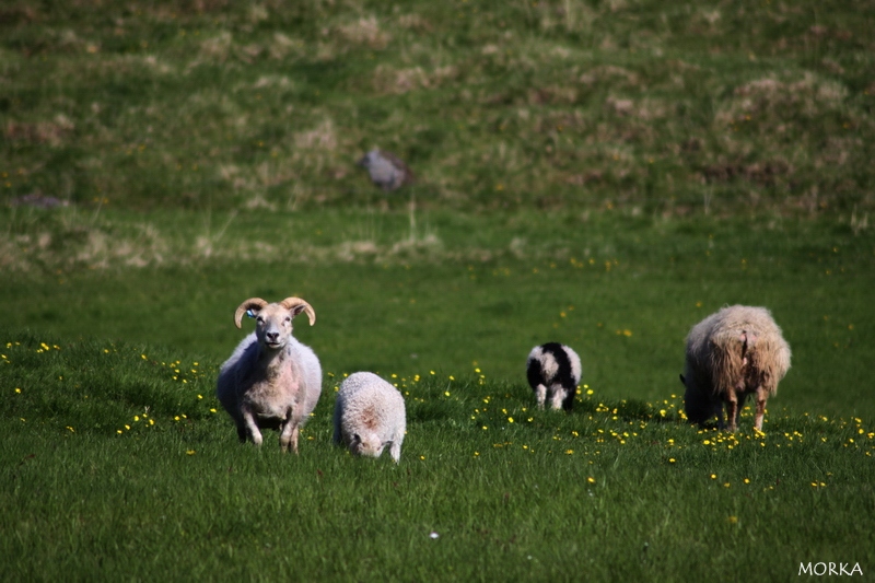 Icelandic sheeps