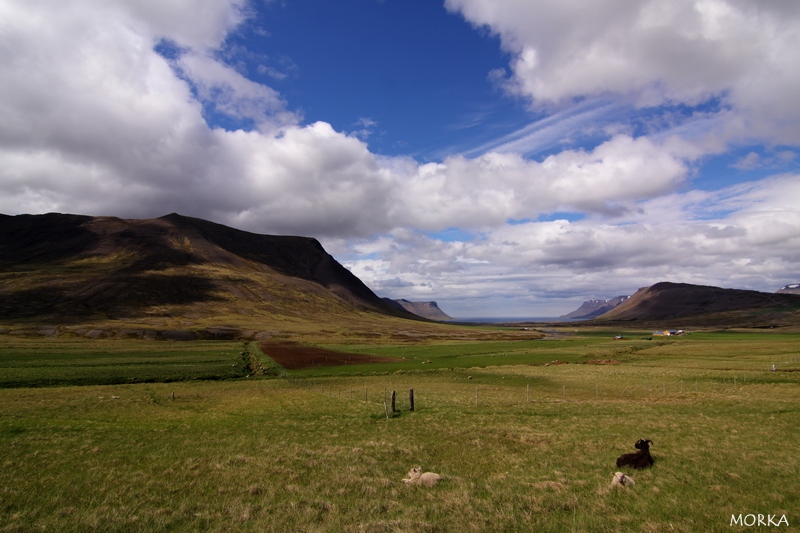 Icelandic sheeps