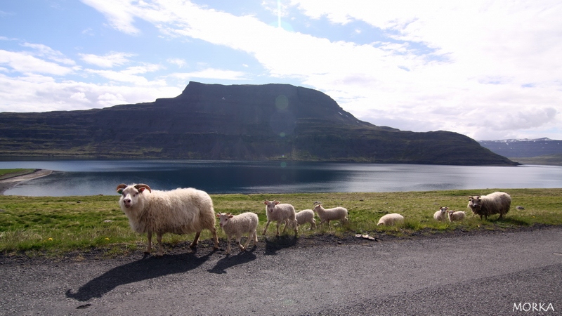 Icelandic sheeps