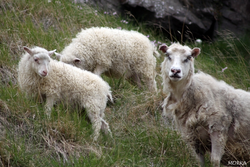 Icelandic sheeps