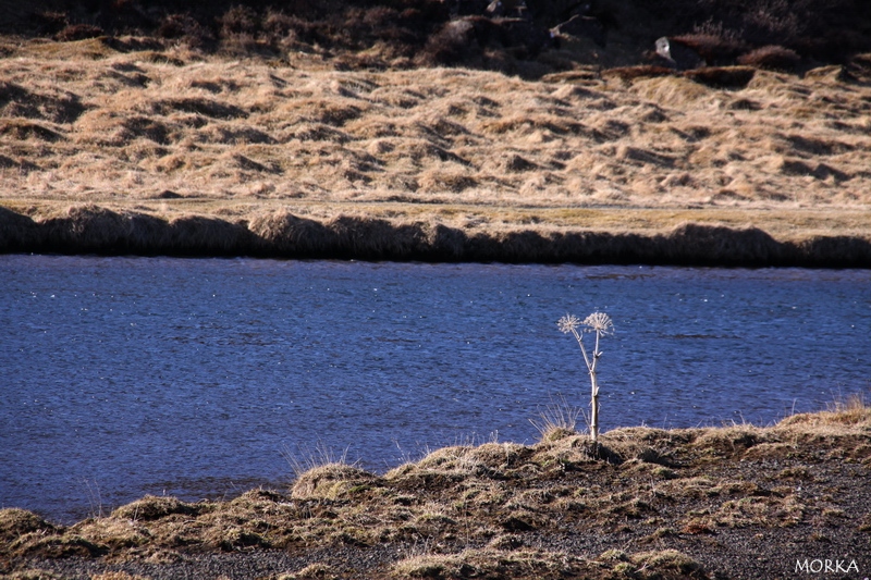 Þingvellir