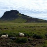 Moutons en Islande