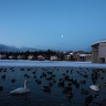 Lac Tjörnin, Reykjavík