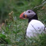 Arctif puffin, Borgarfjörður, Iceland