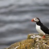 Arctif puffin, Borgarfjörður, Iceland