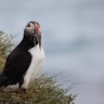 Arctif puffin, Borgarfjörður, Iceland