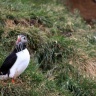 Arctif puffin, Borgarfjörður, Iceland