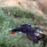 Arctif puffin, Borgarfjörður, Iceland