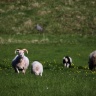 Icelandic sheeps