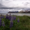 West fjords