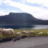 Icelandic sheeps