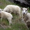 Icelandic sheeps